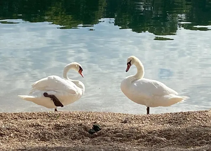 아파트 Put Svete Kate Raslina